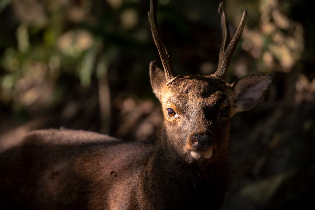 Yakushima deer : Japan's garden of Eden.