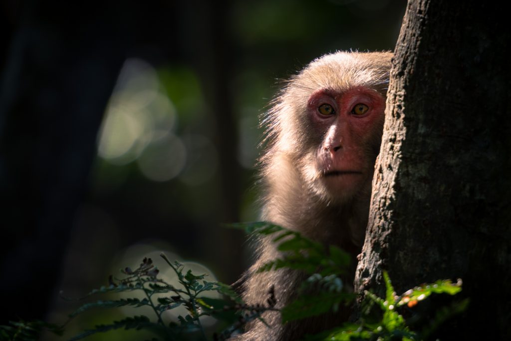 Japanese macaque Yakushima : Japan's garden of Eden.