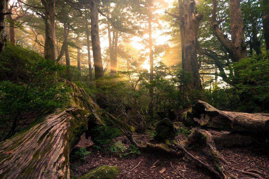 Yakushima : Japan's garden of Eden.