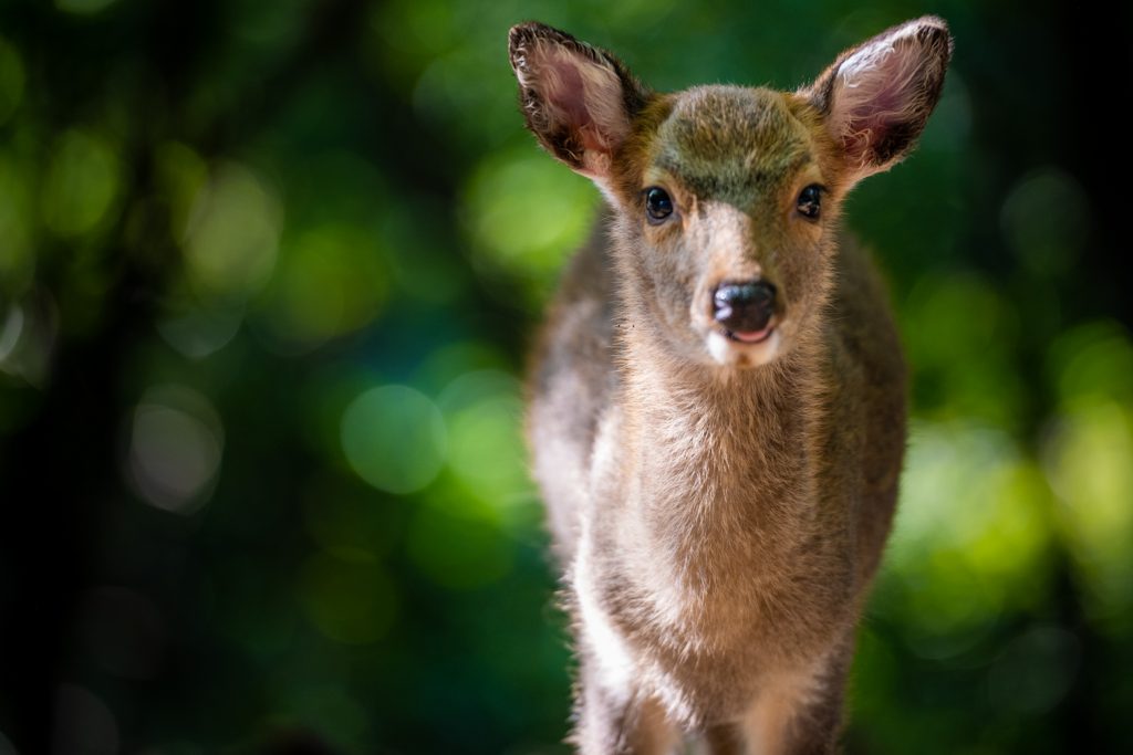 Yakushima deer : Japan's garden of Eden.