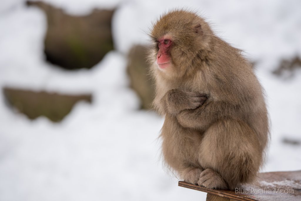 Snow monkeys of Jigokudani Nagano Japan