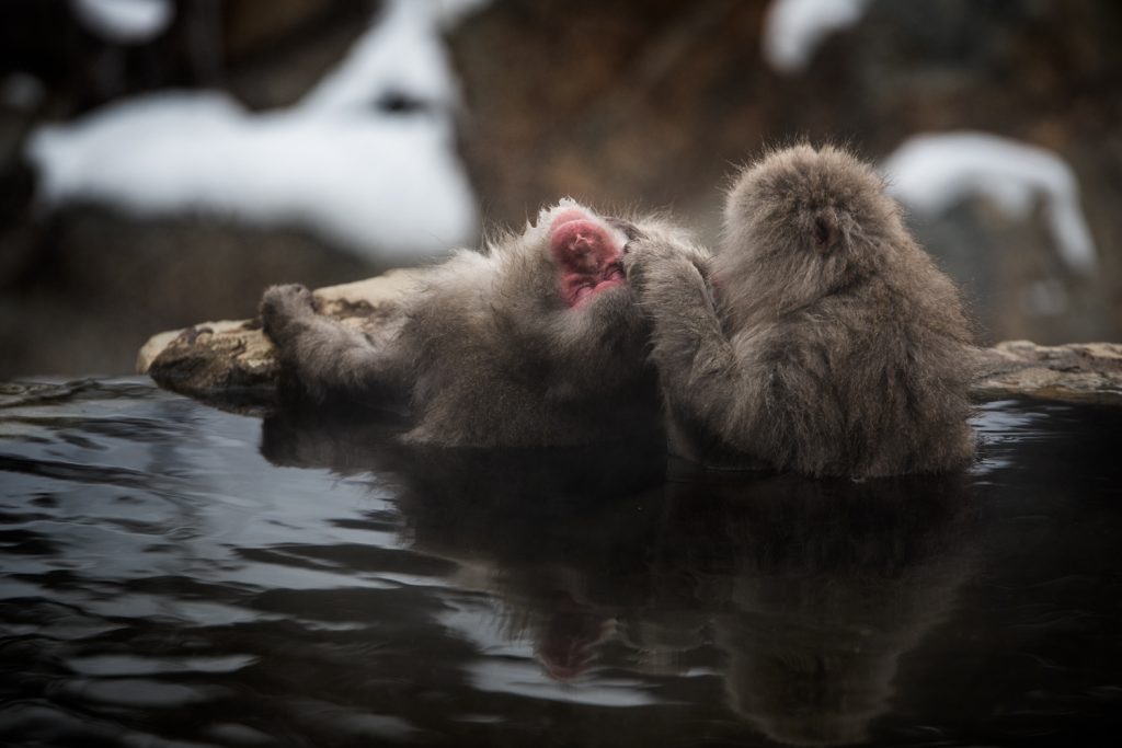 Snow monkeys of Jigokudani Nagano Japan