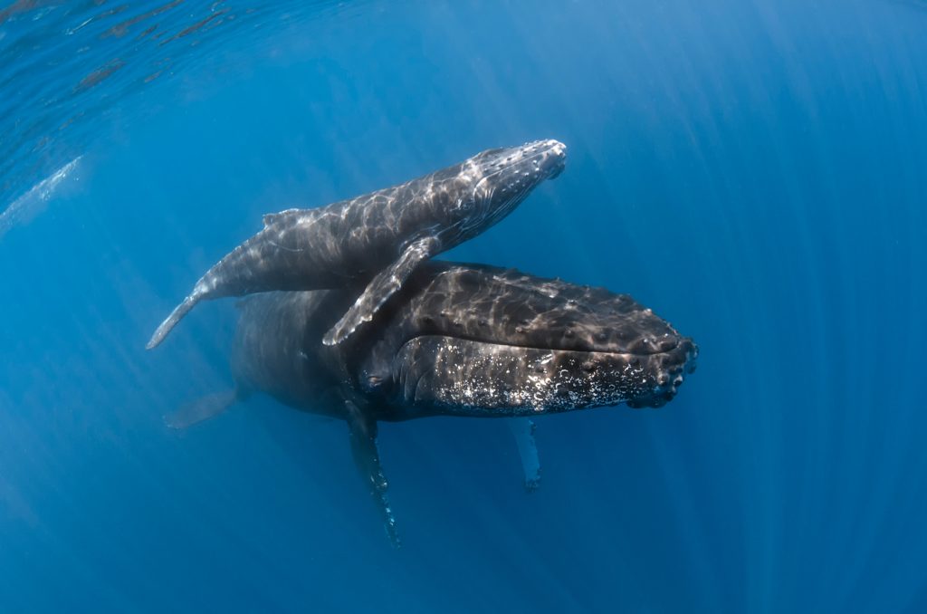 Humpback whales Cape Zanpa Okinawa Japan