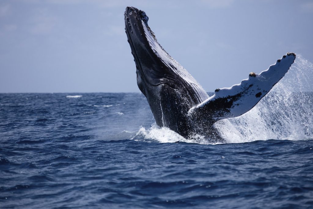 Humpback whales Cape Zanpa Okinawa Japan